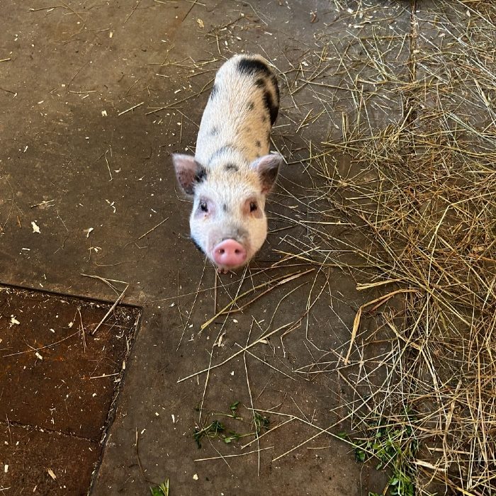 A young pig standing on straw at Namaste Catskills farm in Livingston Manor, New York