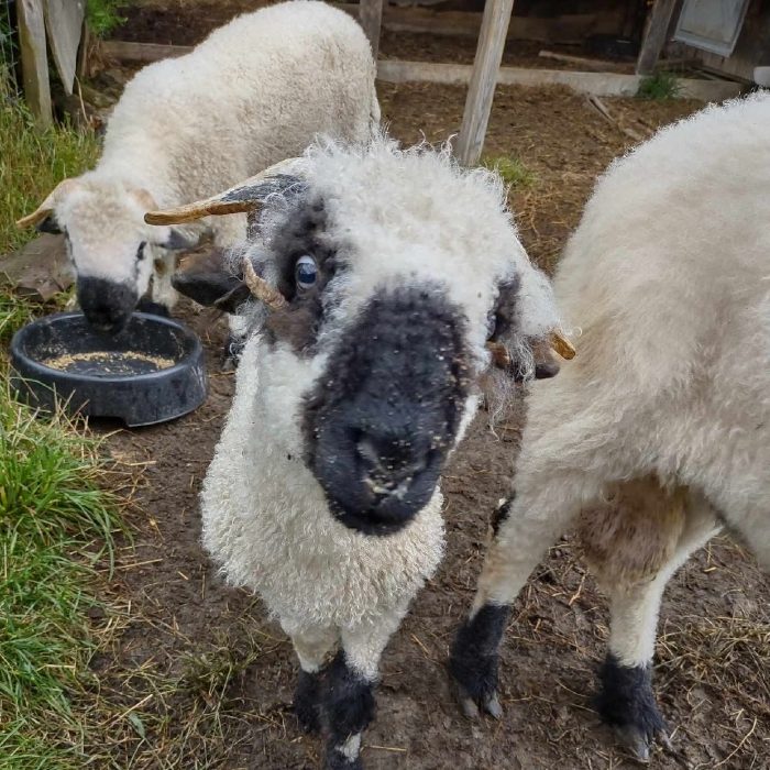 A sheep with curled horns looking at the camera at Namaste Catskills farm