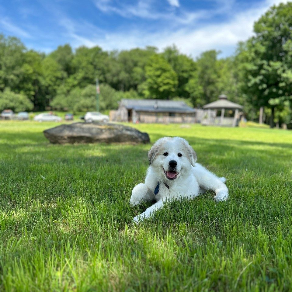 Cashmere, the farm's Great Pyrenees guard dog, resting in the open field at Namaste Catskills in Livingston Manor, New York, with the farmhouse and gazebo in the background