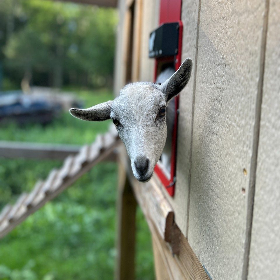 A goat poking its head through a fence rail at Namaste Catskills farm in Livingston Manor, New York