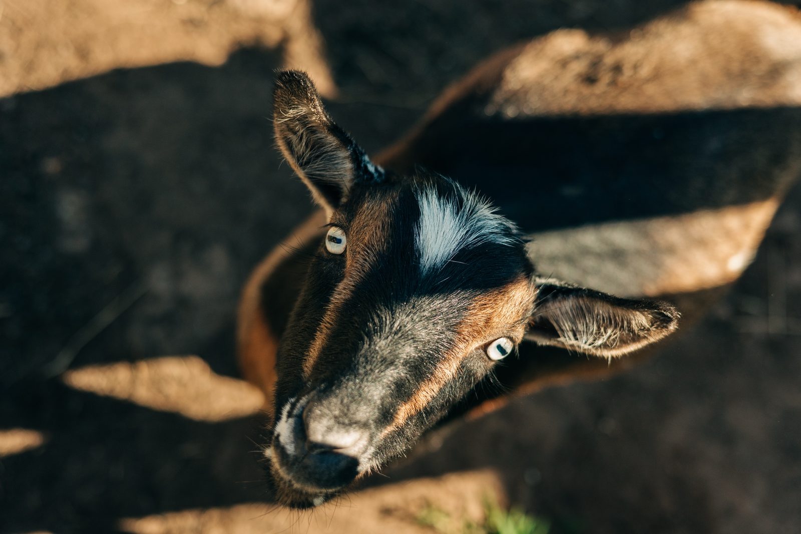 A blue eyed goat looking up at the camera in afternoon sun at Namaste Catskills farm