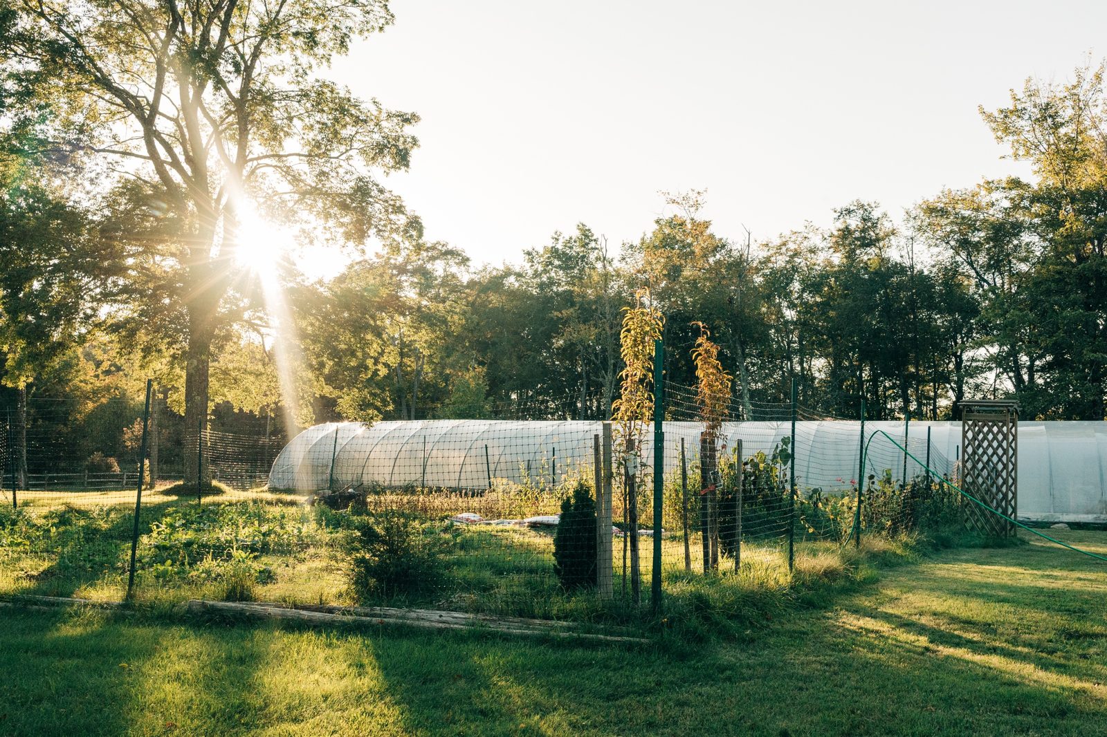 The 200 foot greenhouse and the outdoor garden at Namaste Catskills, with late afternoon sun through the trees