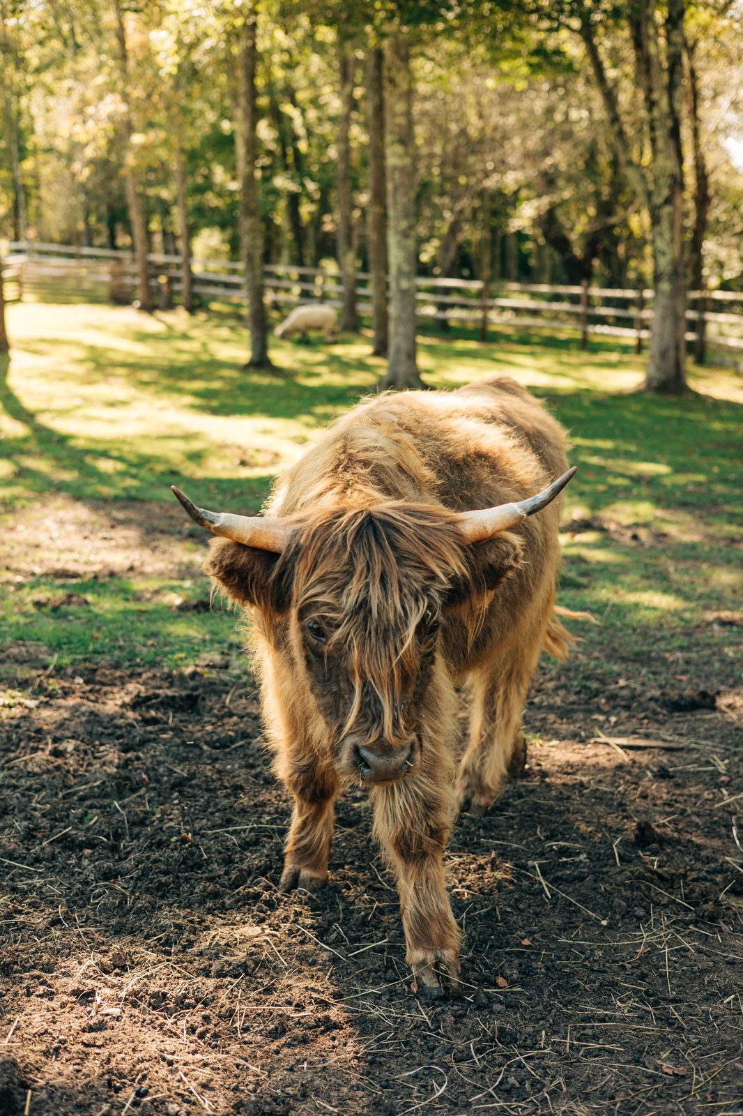 A Highland cow in the wooded paddock at Namaste Catskills farm in Livingston Manor, New York, with sheep grazing behind