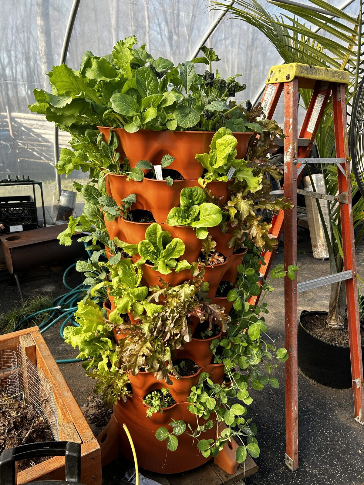 A vertical planter tower full of leafy greens and lettuces growing in the Namaste Catskills greenhouse in Livingston Manor, New York