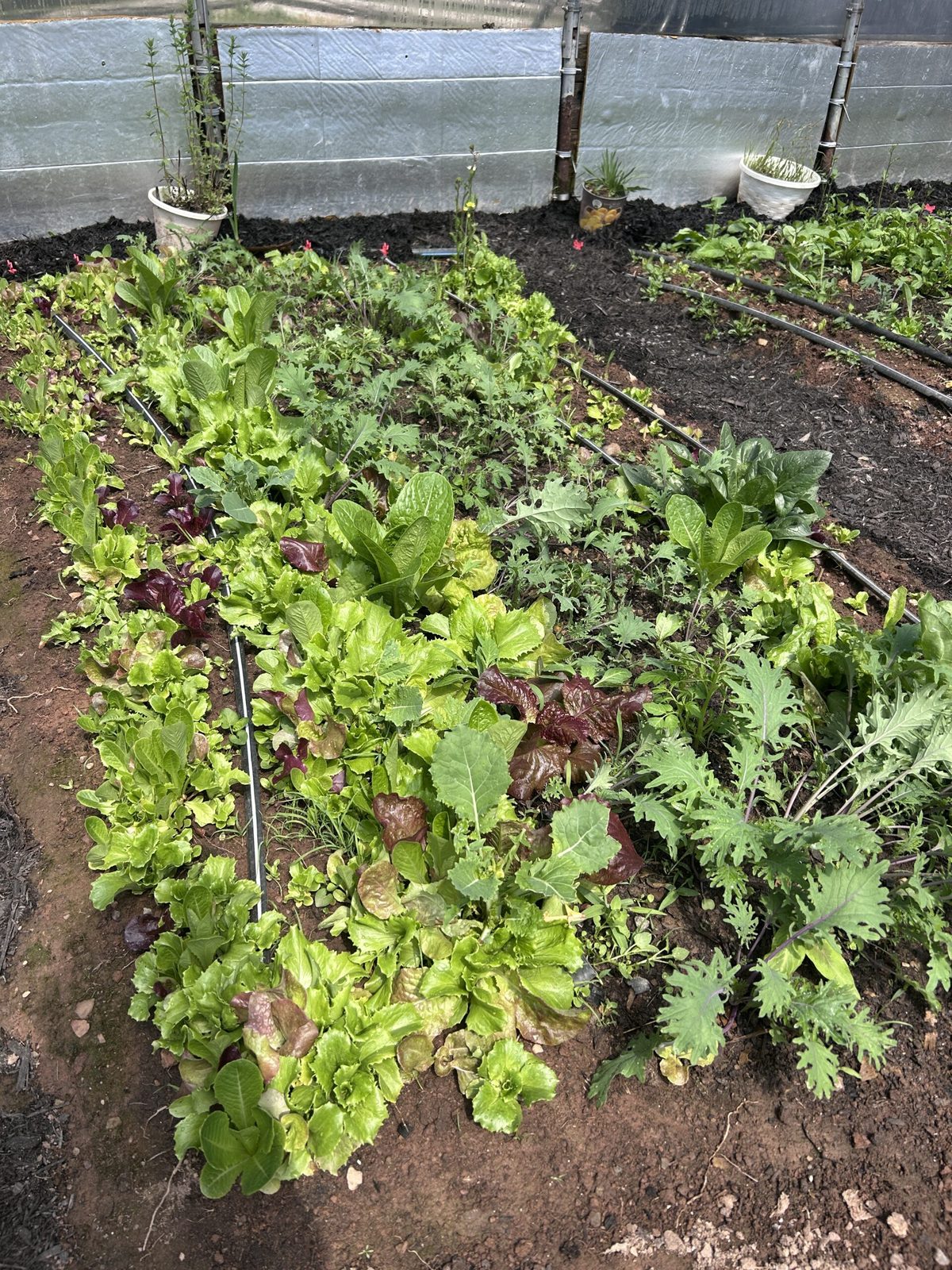 Rows of lettuce, kale and mixed greens growing in the greenhouse at Namaste Catskills in Livingston Manor, New York