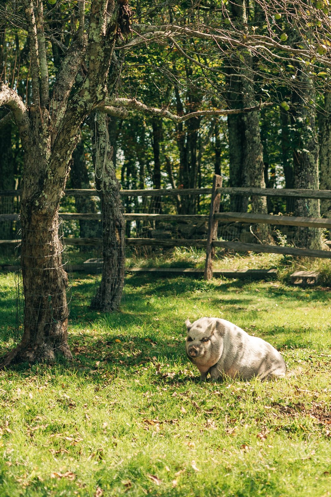 A pig resting in the shade of the orchard trees at Namaste Catskills farm