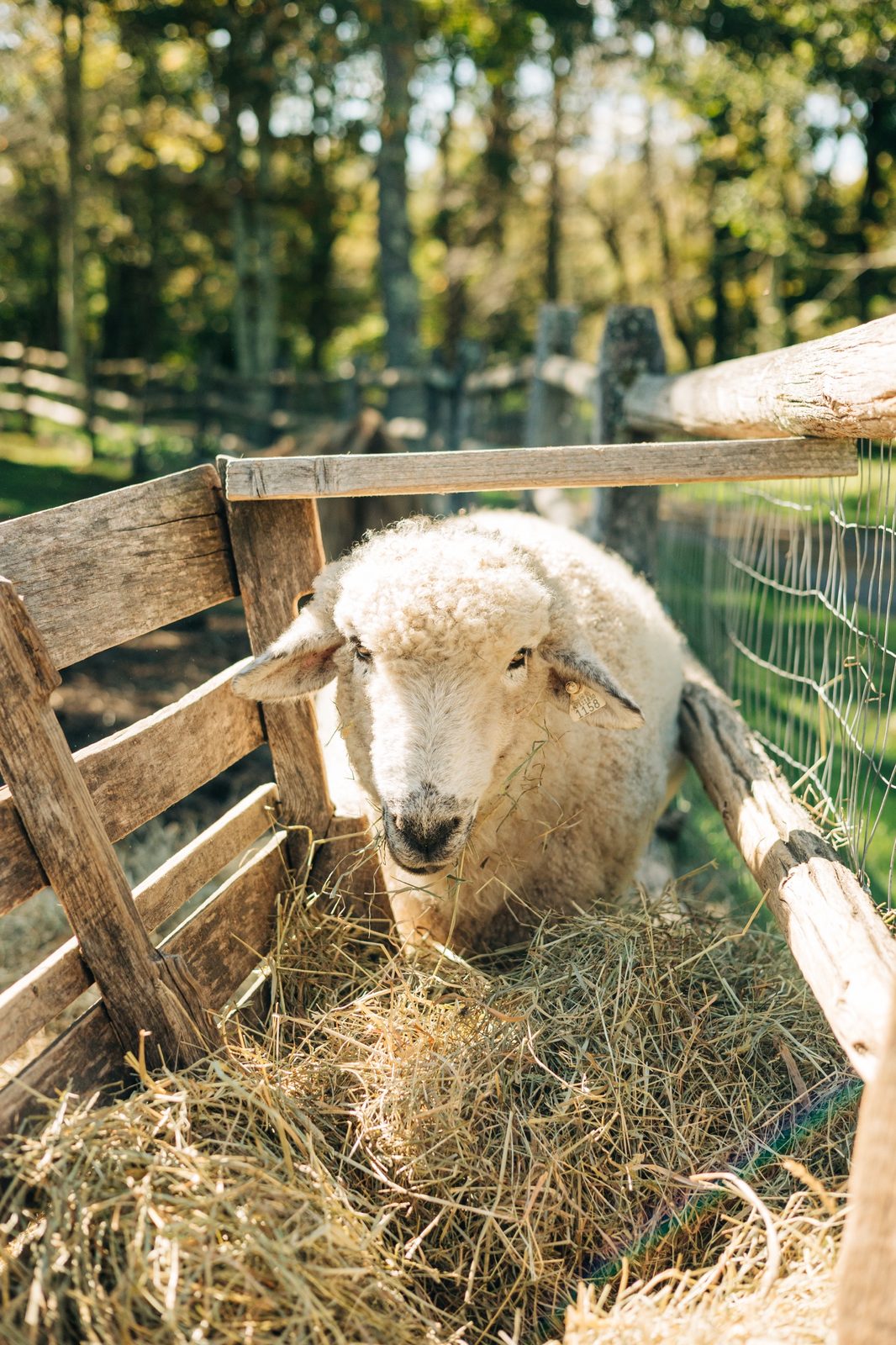 A sheep at the hay feeder behind a split rail fence at Namaste Catskills farm