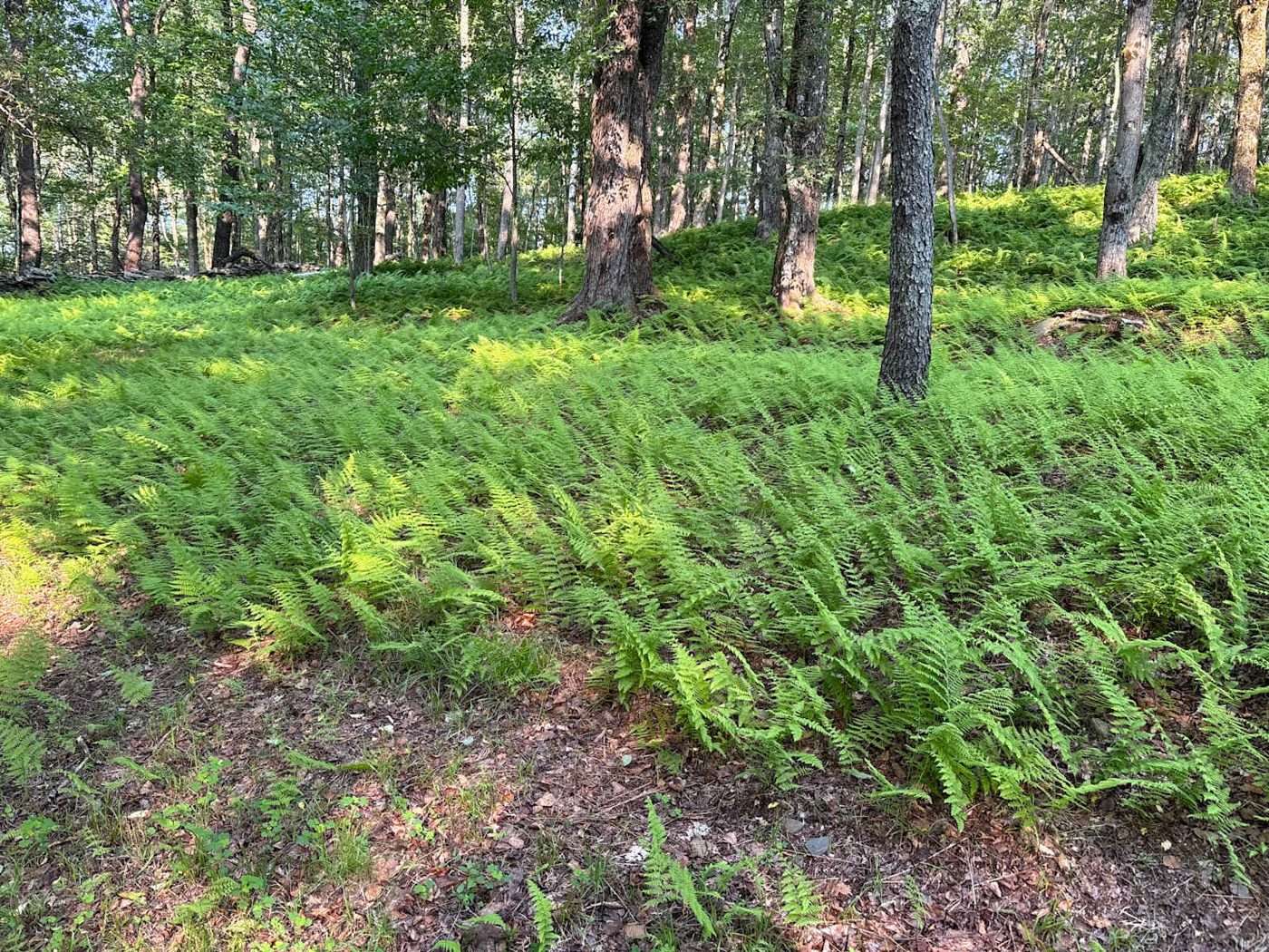 A hillside carpeted in ferns under tall trees near the hilltop campsite at Namaste Catskills